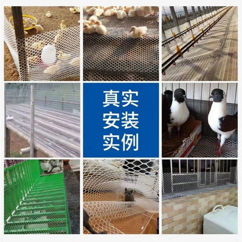 阳台养殖新选择 塑料养殖网漏粪脚垫与围栏的实用指南
