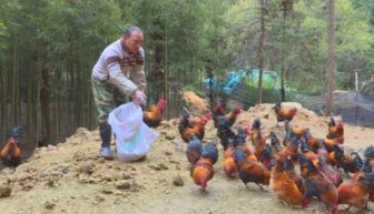 退伍不褪色 明溪80后小哥的生态养殖“新兵法”