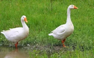 牛羊鸡鸭鹅，到底养什么？全国养殖市场前景分析与鸡鸭养殖深度解读