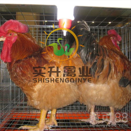 云南迪庆优质鸡鸭苗供应 脱温土鸡苗与白番鸭苗的养殖前景与选购指南