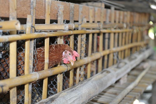 回归自然的馈赠——高品质散养鸡鸭与新鲜蛋品