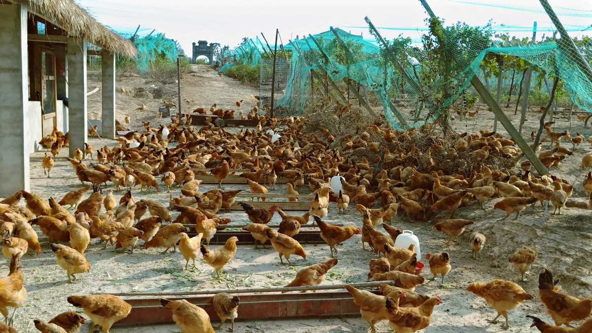 家禽养殖入门 鸡鸭鹅的科学饲养与管理