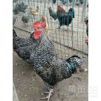 沐川2020 年轻人投身鸡鸭鹅苗养殖的创业新机遇