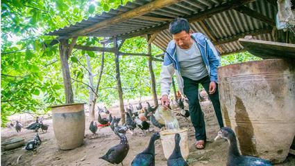 助残日展望 加快康复大学建设与鸡鸭养殖的多元社会意义