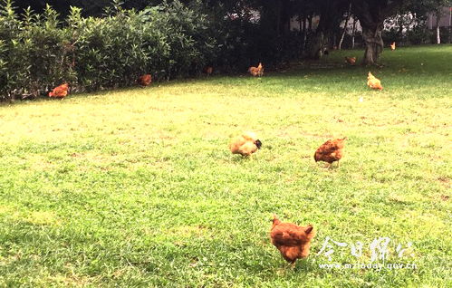 今日绵竹 绿化带内养鸡鸭？这种行为要不得！