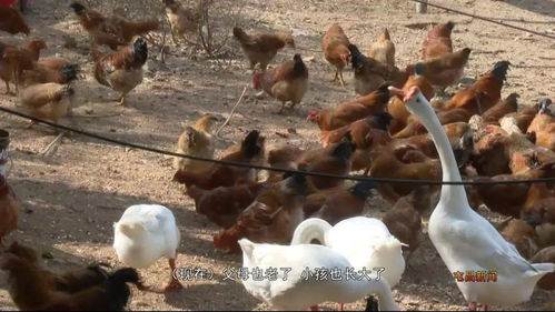 产业就业相结合，辛勤耕耘收获幸福——记陈如秀的鸡鸭养殖之路