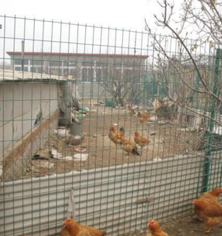 绿色养鸡围栏网 功能性与生态养殖的完美结合