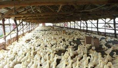 鸭子养殖注意这5点，体型肥又壮